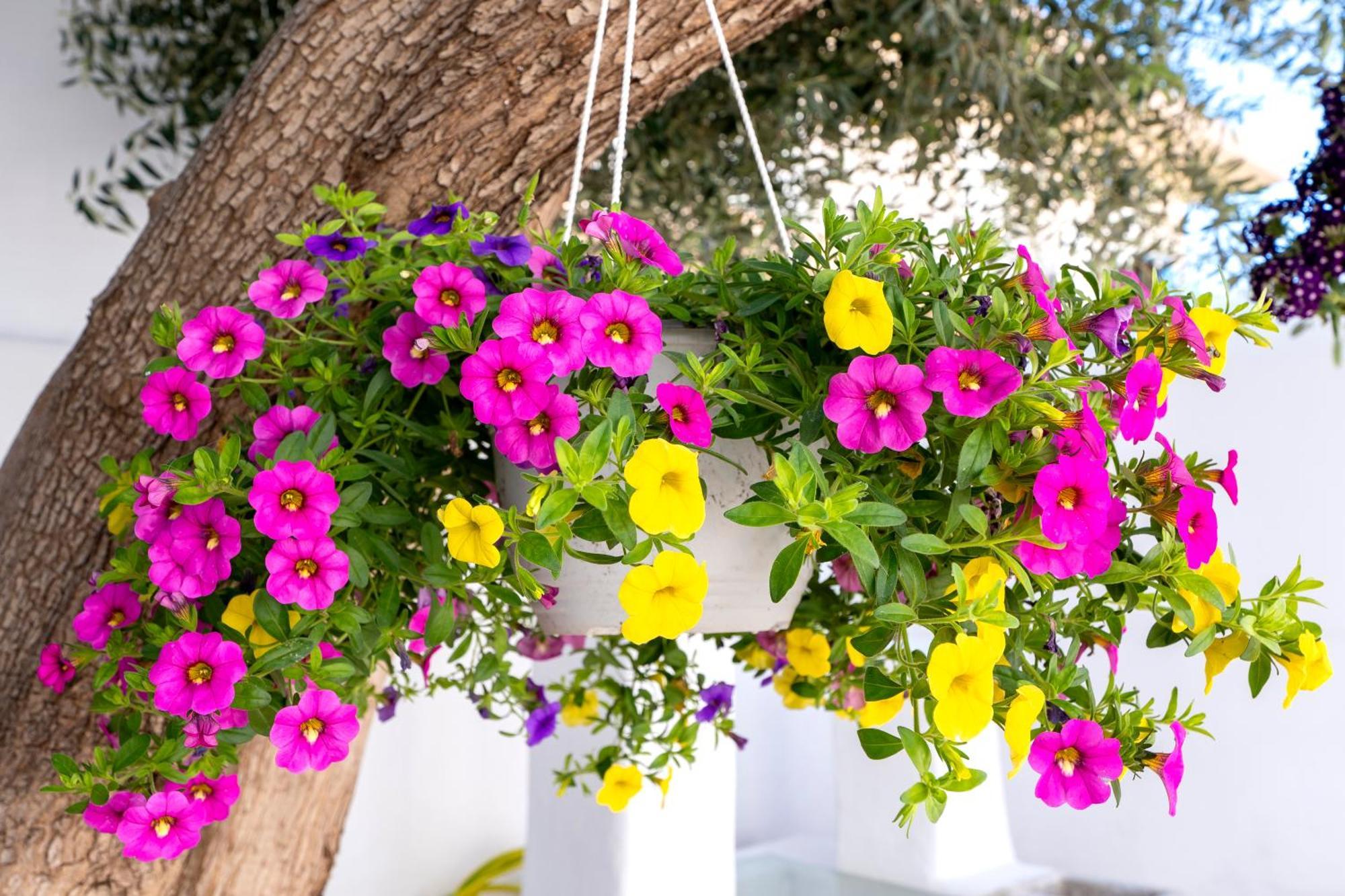 Villa Del Capo Suites Rhodes City Εξωτερικό φωτογραφία