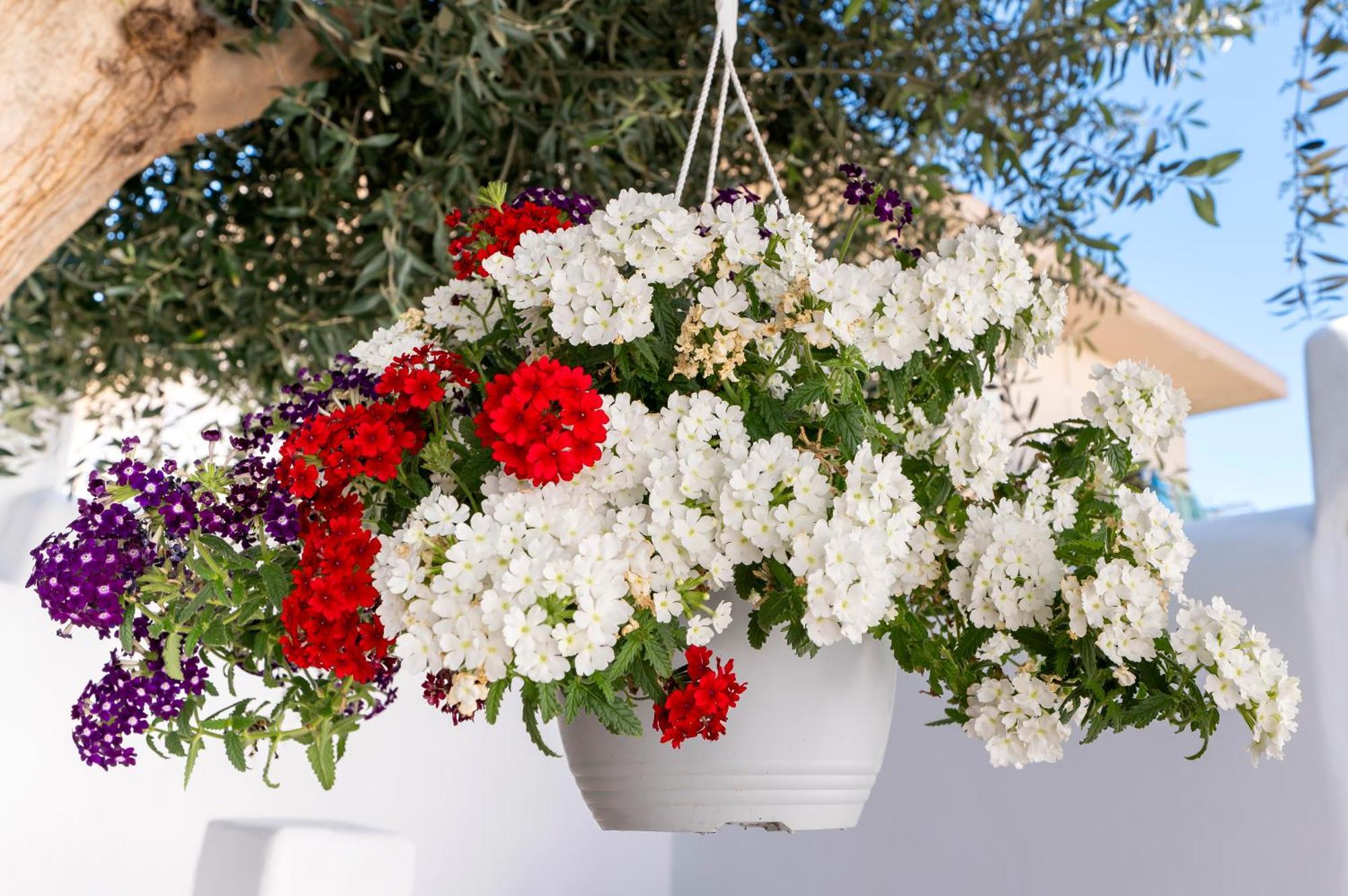 Villa Del Capo Suites Rhodes City Εξωτερικό φωτογραφία