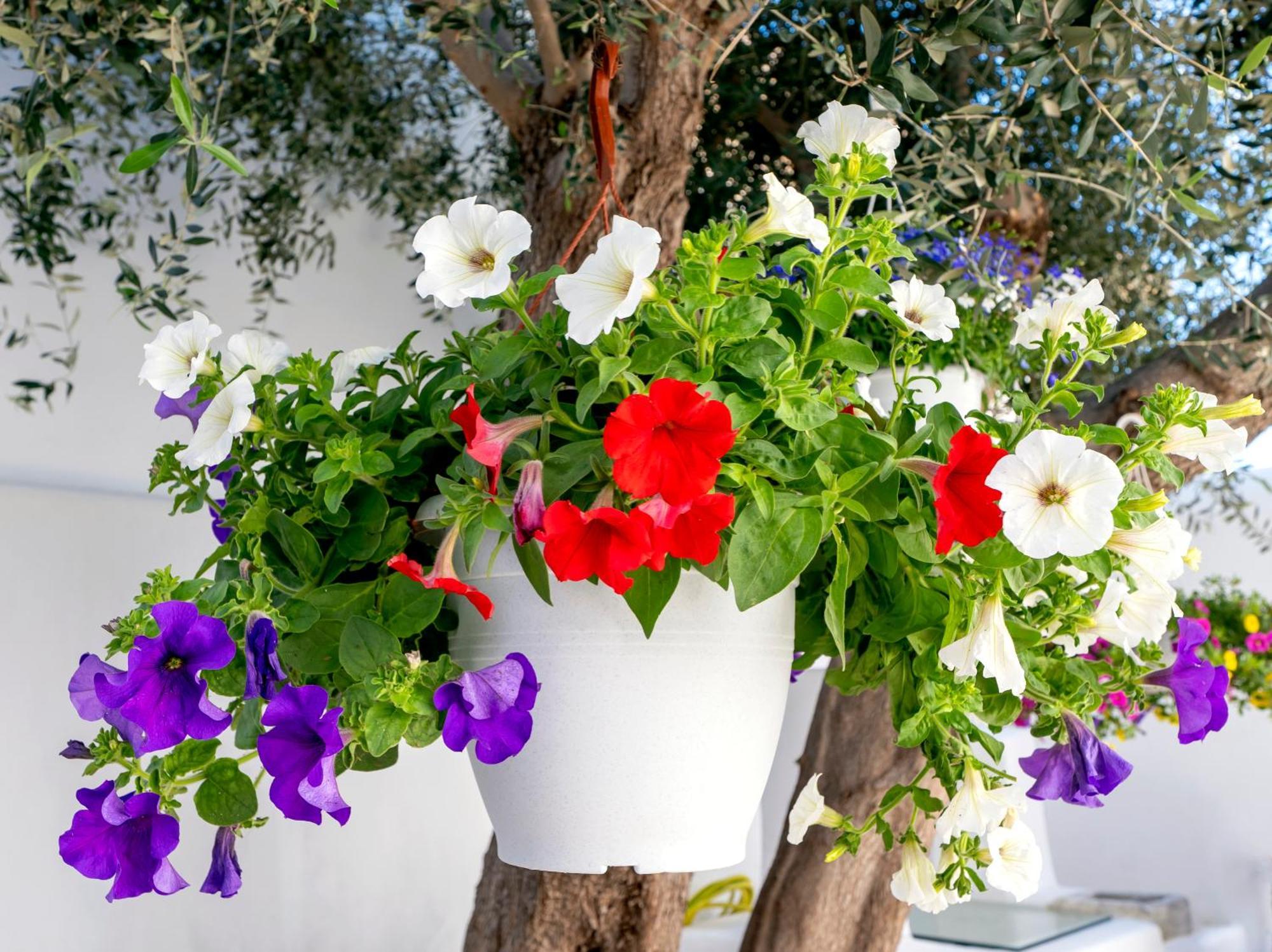 Villa Del Capo Suites Rhodes City Εξωτερικό φωτογραφία